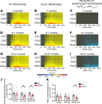 Figure 2. Activation of the CA3 and CA1 after perforant path stimulation are significantly decreased in CLN3fluorescence change in the hilus and CA3 regions supports hypoexcitability in mice by 6 and 18 months of age, respectively