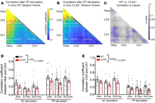 Figure 4. All regions of the hippocampus have a decrease in correlation of activity that begins in early-stage CLN3 disease