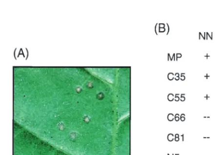 FIG. 1. (A) Schematic representation of �respectively. MP:GFP (24) is shown at the top, anddeleted from the C terminus (C35, C55, C66, and C81) and 3 or 28 amino acids deleted from the N terminus (the ﬁrst two amino acids, N5 and N30, were not deleted)of M