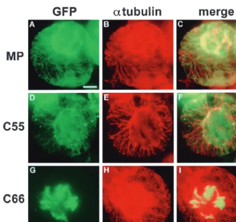 FIG. 4. Intracellular distribution of MP:GFP (A to C), C55:GFP (D to F),and C66:GFP (G to I) in relation to the pattern of microtubules in infected BY-2