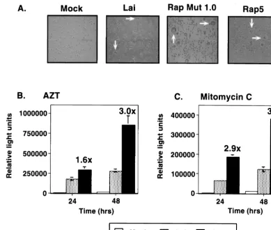 FIG. 3. The cell-to-cell transfer of the Rap5 virus is greatly enhanced in a fusion assay
