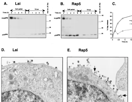 FIG. 4. Inhibition of virus particle release in Rap5-infected Jurkat cells. (A and B) Jurkat cells (106cells infected with Lai (D) or Rap5 (E) were processed for electron microscopy 72 h postinfection