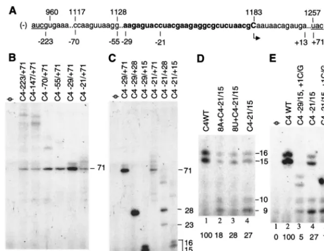 FIG. 1. Sequences required to direct the initiation of CMV subgenomic RNA synthesis. (A) Partial sequence containing the complement to the intercistronic regionof minus-strand CMV RNA3