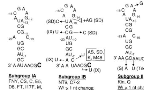 FIG. 2. Comparison of predicted RNA secondary structures for the sequence of the initiation cytidylate in three CMV subgroups