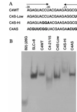 FIG. 3. Analysis of RNA structure using native gel electrophoresis. (A) Se-quences of the RNAs tested