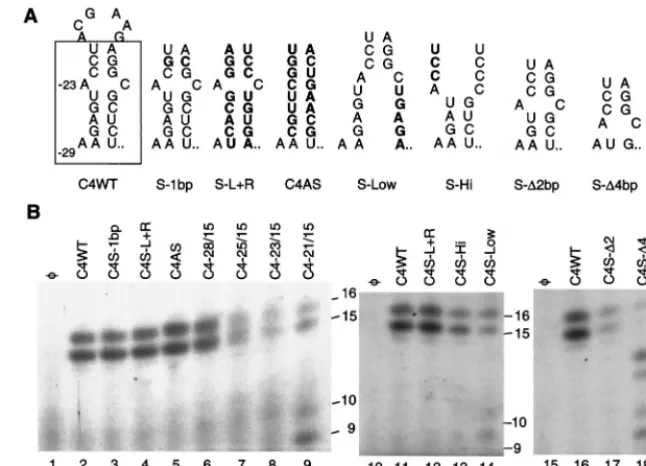 FIG. 4. Effects of changes in the stem in the CMV subgenomic core promoter on the level and accuracy of RNA synthesis