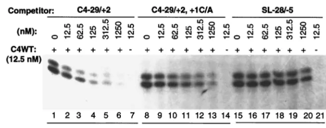 FIG. 7. Effects of changing the spacing between the stem-loop and the initiation cytidylate