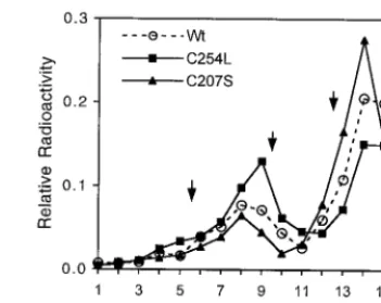 FIG. 3. C207S and C254L mutant Vp1’s form pentamers in vitro. In vitro-transcribed and -translated wild-type (Wt) or mutant (C207S or C254L) Vp1-