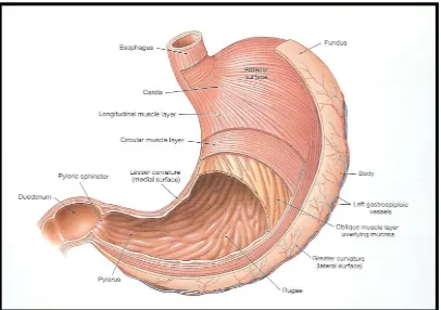 Figure 4: Structure of the stomach