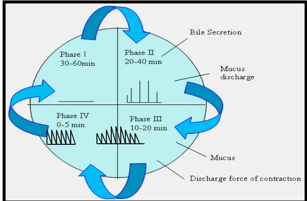 Figure 5:  Motility Patterns of the GIT in the Fasted State