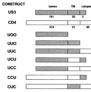 FIG. 1. Schematic representation of chimeras consisting of US3 and CD4.The three letters represent the luminal, transmembrane (TM), and cytoplasmic