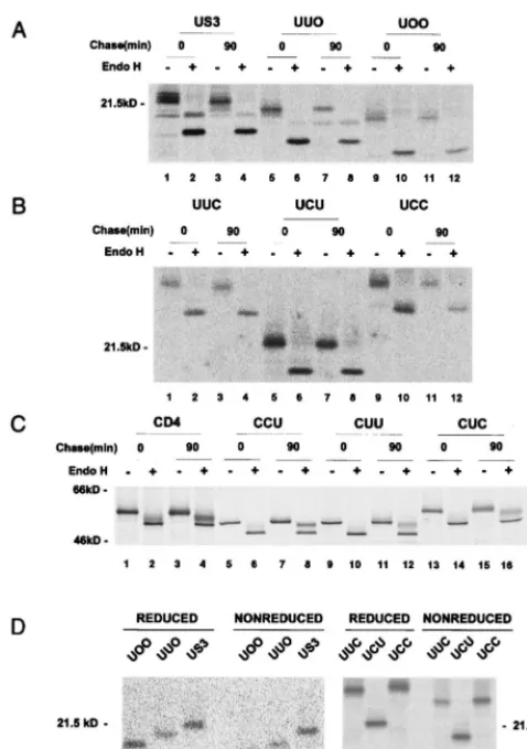 FIG. 2. Endo H sensitivity of glycoproteins synthesized in HeLa cells. Cellstransfected with plasmids encoding truncation mutants or chimeras were labeled