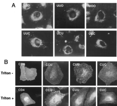 FIG. 3. Intracellular localization of chimeric proteins. (A) HeLa cells ex-pressing chimeric proteins were permeabilized and immunostained with anti-
