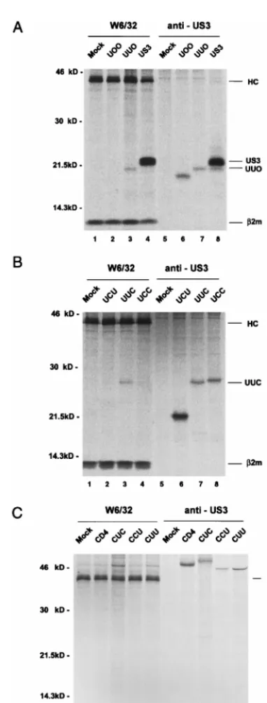 FIG. 6. MHC class I surface expression in HeLa cells expressing chimericproteins. HeLa cells were transiently transfected with the individual cDNAs