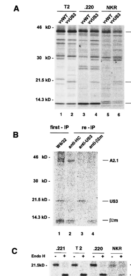 FIG. 7. Identiﬁcation of minimal requirements for the association of US3with MHC class I molecules and retention of US3 in the ER