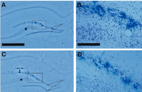 FIG. 6. Adenovirus vector-mediated �the hippocampus, and the arrows indicate the upper and lower blades of the dentate gyrus