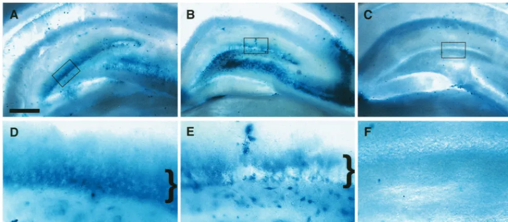 FIG. 7. Adenovirus-vector-mediated �panel A is 500infected with adenovirus vectors as described in Materials and Methods