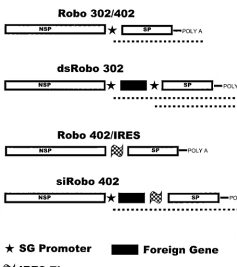 FIG. 1. Genomic arrangements of the RUB constructs developed and usedin this study. Robo302 (pCL1921 plasmid backbone [11]) and Robo402 (pBR322)