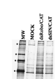 TABLE 1. PCR primer pairs used in vector constructiona