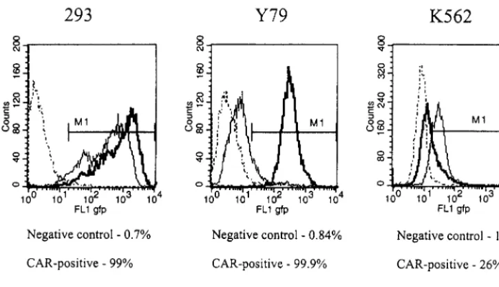 FIG. 2. Expression of CAR and �analysis. 293, Y79, and K562 cells were incubated with anti-CAR (RmcB), anti-in Materials and Methods