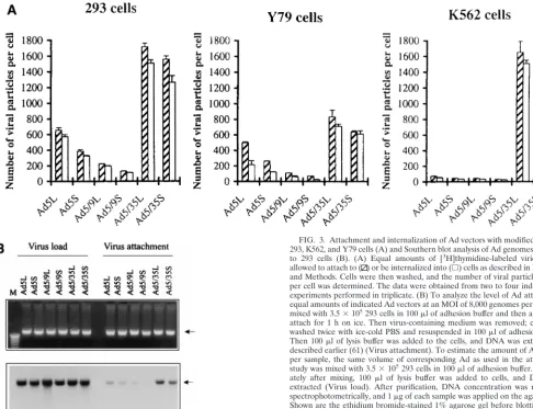 FIG. 3. Attachment and internalization of Ad vectors with modiﬁed ﬁbers to293, K562, and Y79 cells (A) and Southern blot analysis of Ad genomes attached