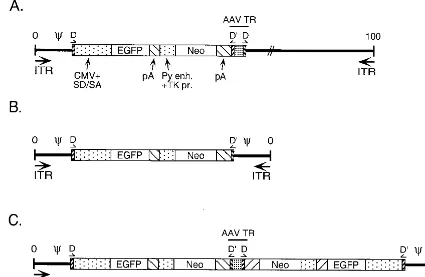 FIG. 1. Viral genomic maps. (A) Ad/AAV hybrid virus. This virus carries, from left to right, the left end of Ad5 containing the ITR and packaging domain, the AAVTR D sequence, an EGFP/Neo expression cassette from the plasmid pTRUF2 (38) (the EGFP gene is driven from the cytomegalovirus promoter, and the Neo gene