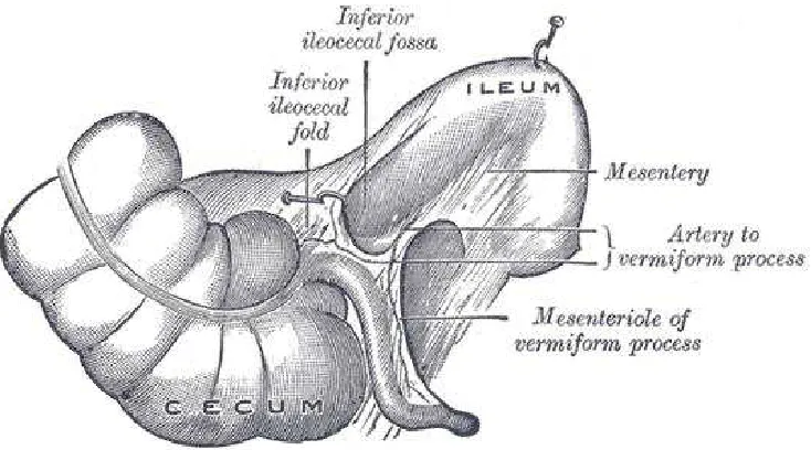 Fig. 4 Normal anatomy and relations of the appendix 