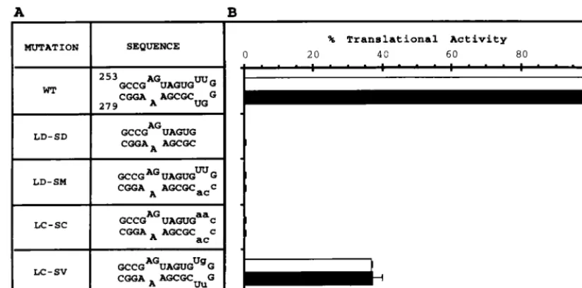 FIG. 3. Mutational analysis of the HCV IRES IIId apical loop. (A) Speciﬁc IIId apical loop mutations and secondary structures