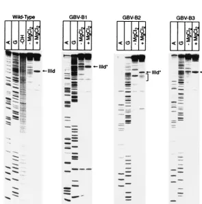 FIG. 6. Chimeric substitutions and effects on relative IRES translation. (A) Speciﬁc IIId apical loop mutations and secondary structures