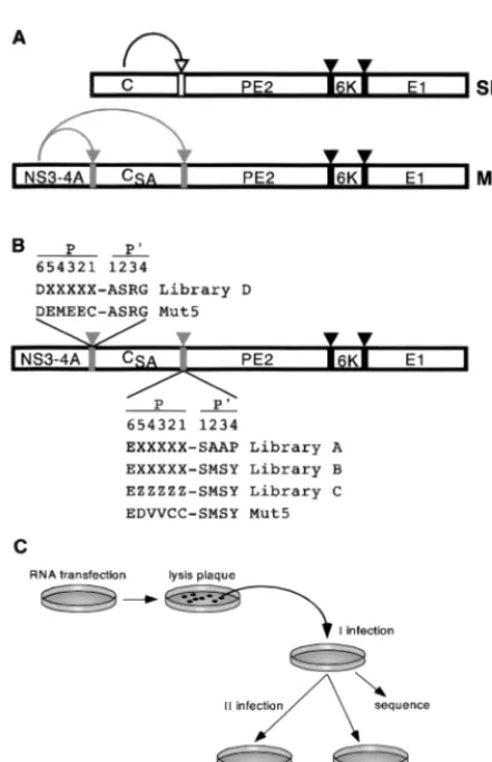 FIG. 1. Experimental outline. (A) Schematic representation of SBV andMut5 virus polyprotein processing