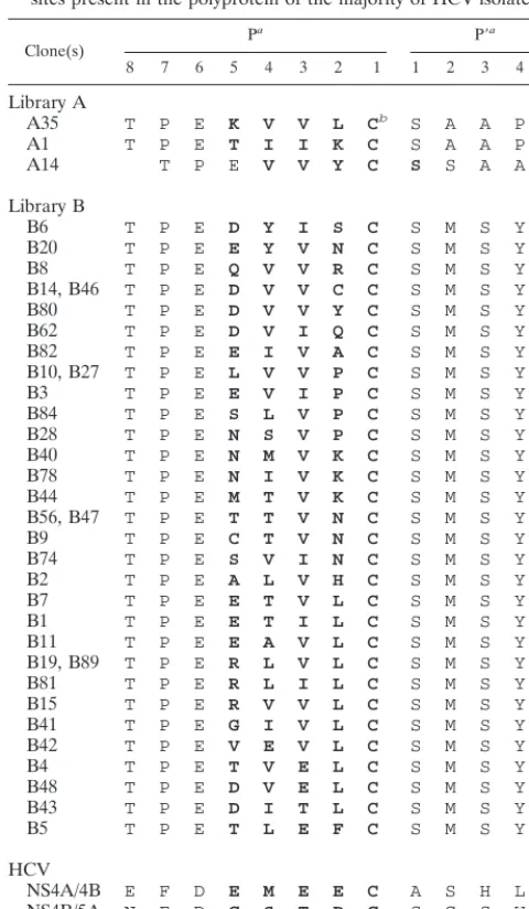 TABLE 2. Comparison of sequences of NS4A/C junctions ofviruses selected from library D with that of the NS3/NS4Acis-cleavage site found in the majority of HCV isolates