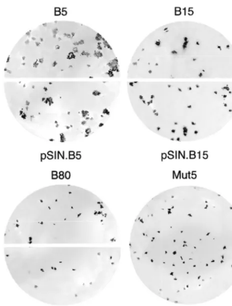 FIG. 4. In vitro processing of the polyprotein of viruses selected from libraries A and B