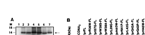FIG. 1. Schematic representation of wild-type and mutant Vpr. The sequences corresponding to the Flag epitope were added to the 3�sequence