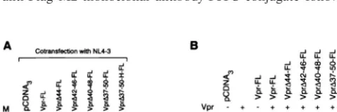 TABLE 1. Effect of mutations on Vpr functionse