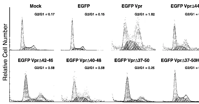 FIG. 6. Effect of wild-type and mutant Vpr on the cell cycle. HeLa cells were transfected with EGFP and EGFP-Vpr expression plasmids