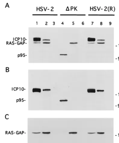 FIG. 2. ICP10 binds Ras-GAP N-SH2 and PH fusion proteins in vitro. (A)Schematic representation of GST fusion proteins of Ras-GAP protein-protein