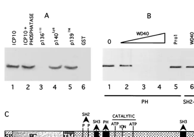 FIG. 4. SH2 binds ICP10 pThr117 and pThr141. (A) Extracts of cells thatconstitutively express the autophosphorylated ICP10 (lane 1) were incubated (1