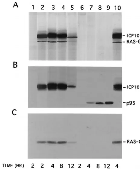 FIG. 6. Ras-GAP complexed to ICP10 in HSV-2-infected cells is phosphor-ylated. (A) Immunocomplex PK assays of extracts from cells mock infected (lane