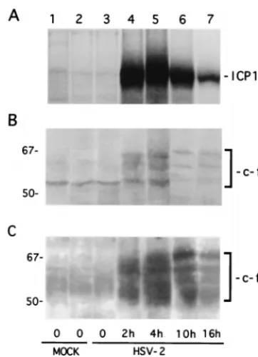 FIG. 10. ICP10 PK and activation of the Ras/MEK/MAPK pathway are re-quired for c-Fos induction and stabilization
