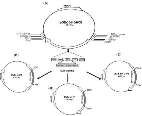 Fig. 1. Schematic  representation of plasmid construction procedure. (A) The designed pGE-30446-HCE plasmid containing synthesis gene with  the following characteristics: gene name, 30446- HCE; gene length, 915 bp; orientation, M13forward-gene-M13reverse; 