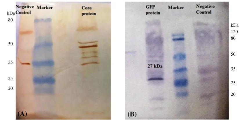 Fig. 6.  Detection of expressed Core and GFP proteins by Western blot assay. (A) Core protein in transfected DCs