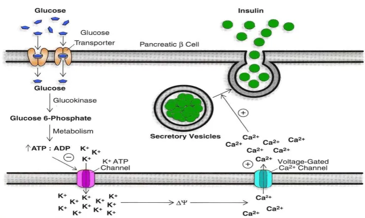 Figure 2. showing mechanism of secretion of insulin. 