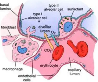 Figure 9. showing alveolar structure 
