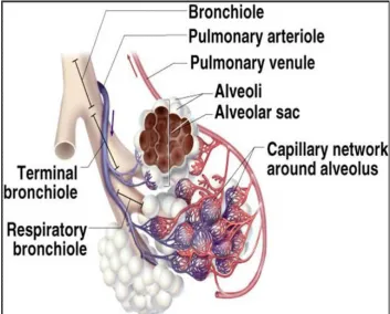 Figure 10 . showing the bronchopulmonary  tree with its vasculature 