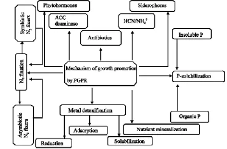 Figure 2 A general scheme showing mechanism of plant growth promoting bacteria [18]. 