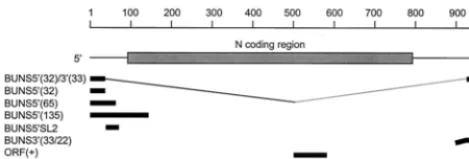 FIG. 1. Location of RNA probes used in binding assays relative to the BUNS genome segment