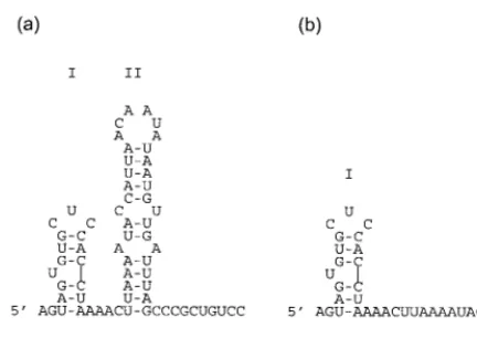 FIG. 9. Predicted secondary structure of the 5�RNA. Secondary structures of BUNS5predicted using Mfold (18, 35)