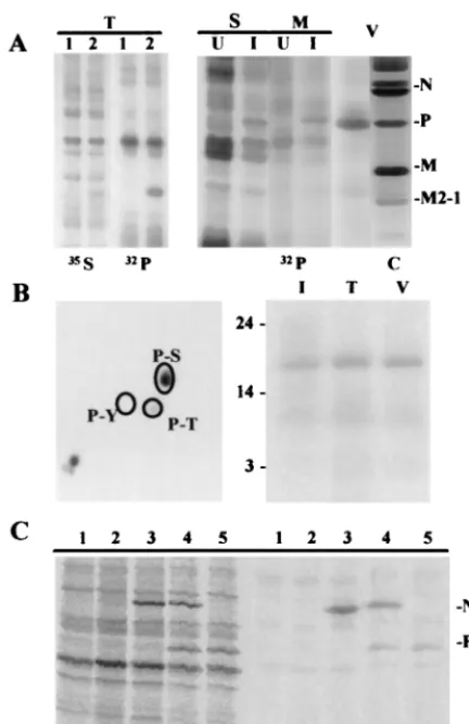 FIG. 5. M2-1 protein is phosphorylated at serine and threonine residueswhen is expressed in transfected and HRSV-infected HEp-2 cells