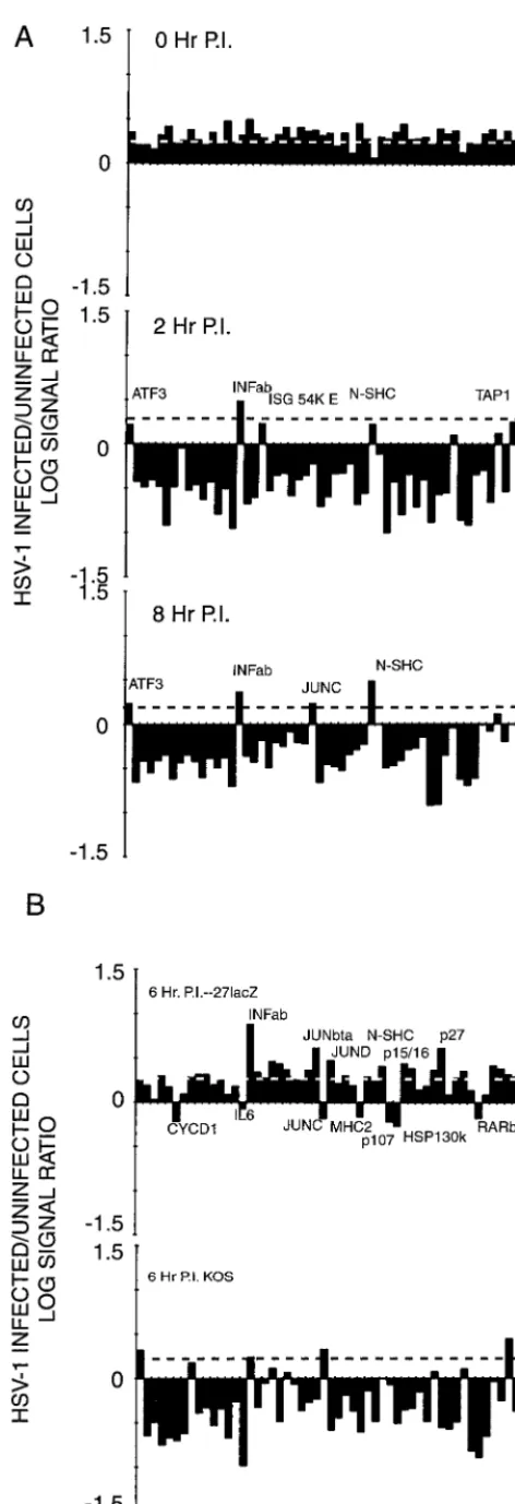 FIG. 4. Abundance of selected cellular transcripts under various conditionsof HSV-1 infection of HeLa cells