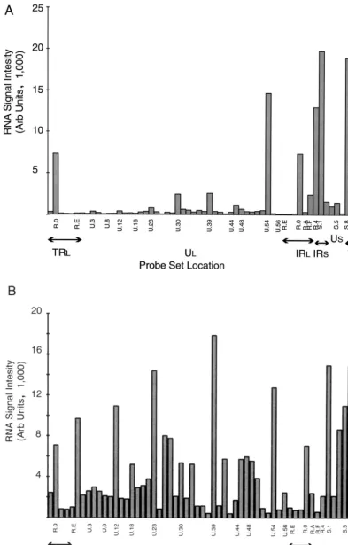 FIG. 2. Hybridization of oligo(dT)-primed cDNA synthesized from HeLa cells under various conditions of infection to an HSV-1 speciﬁc microarray